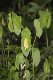 Large-flowering Bellwort, Uvularia grandiflora