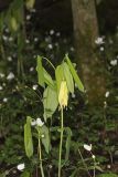 Large-flowering Bellwort, Uvularia grandiflora
