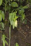 Large-flowering Bellwort, Uvularia grandiflora
