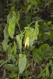 Large-flowering Bellwort, Uvularia grandiflora