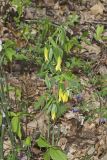 Large-flowering Bellwort, Uvularia grandiflora