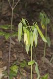Large-flowering Bellwort, Uvularia grandiflora