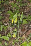 Large-flowering Bellwort, Uvularia grandiflora