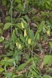 Large-flowering Bellwort, Uvularia grandiflora