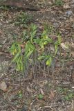 Large-flowering Bellwort, Uvularia grandiflora