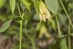 Large-flowering Bellwort, Uvularia grandiflora Large-flowering Bellwort, Uvularia grandiflora