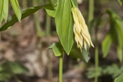 Large-flowering Bellwort, Uvularia grandiflora Large-flowering Bellwort, Uvularia grandiflora