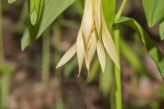 Large-flowering Bellwort, Uvularia grandiflora