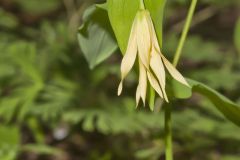 Large-flowering Bellwort, Uvularia grandiflora