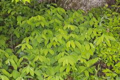 Large-flowering Bellwort, Uvularia grandiflora