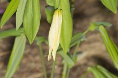 Large-flowering Bellwort, Uvularia grandiflora Large-flowering Bellwort, Uvularia grandiflora