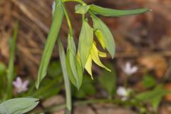 Large-flowering Bellwort, Uvularia grandiflora Large-flowering Bellwort, Uvularia grandiflora