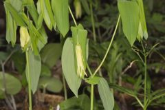 Large-flowering Bellwort, Uvularia grandiflora Large-flowering Bellwort, Uvularia grandiflora