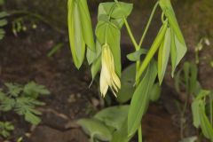 Large-flowering Bellwort, Uvularia grandiflora Large-flowering Bellwort, Uvularia grandiflora