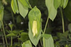 Large-flowering Bellwort, Uvularia grandiflora Large-flowering Bellwort, Uvularia grandiflora
