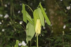 Large-flowering Bellwort, Uvularia grandiflora Large-flowering Bellwort, Uvularia grandiflora