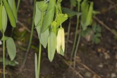 Large-flowering Bellwort, Uvularia grandiflora Large-flowering Bellwort, Uvularia grandiflora