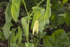 Large-flowering Bellwort, Uvularia grandiflora Large-flowering Bellwort, Uvularia grandiflora