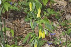 Large-flowering Bellwort, Uvularia grandiflora Large-flowering Bellwort, Uvularia grandiflora