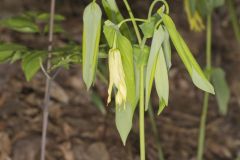 Large-flowering Bellwort, Uvularia grandiflora