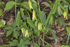 Large-flowering Bellwort, Uvularia grandiflora Large-flowering Bellwort, Uvularia grandiflora