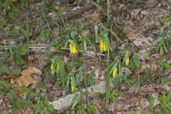 Large-flowering Bellwort, Uvularia grandiflora Large-flowering Bellwort, Uvularia grandiflora