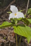 Large-flowering Trillium, Trillium grandiflorum