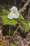 Large-flowering Trillium, Trillium grandiflorum