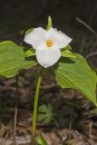 Large-flowering Trillium, Trillium grandiflorum