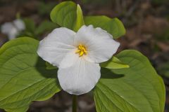 Large-flowering Trillium