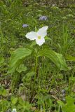 Large-flowering Trillium, Trillium grandiflorum