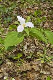 Large-flowering Trillium, Trillium grandiflorum