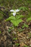 Large-flowering Trillium, Trillium grandiflorum