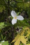 Large-flowering Trillium, Trillium grandiflorum