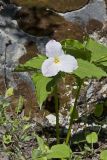 Large-flowering Trillium, Trillium grandiflorum