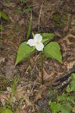 Large-flowering Trillium, Trillium grandiflorum