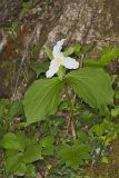 Large-flowering Trillium, Trillium grandiflorum