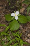Large-flowering Trillium, Trillium grandiflorum