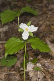 Large-flowering Trillium, Trillium grandiflorum