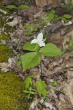 Large-flowering Trillium, Trillium grandiflorum