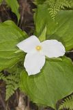 Large-flowering Trillium, Trillium grandiflorum