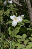 Large-flowering Trillium, Trillium grandiflorum