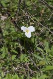 Large-flowering Trillium, Trillium grandiflorum