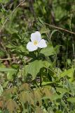 Large-flowering Trillium, Trillium grandiflorum