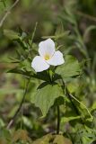 Large-flowering Trillium, Trillium grandiflorum