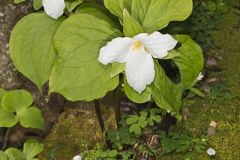 Melanthiaceae, Bunchflower Family