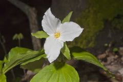 Large-flowering Trillium, Trillium grandiflorum