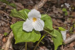 Large-flowering Trillium, Trillium grandiflorum