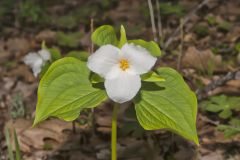 Large-flowering Trillium, Trillium grandiflorum