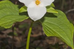 Large-flowering Trillium, Trillium grandiflorum